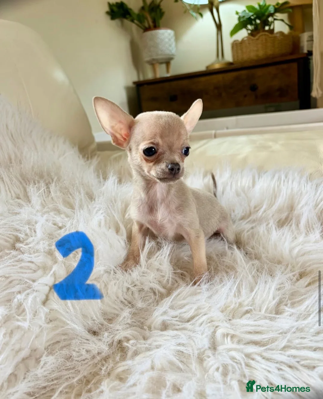 Chihuahua dogs for sale: Tiny chihuahua puppies - Advert 2
