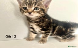 Bengal cats for sale: Gorgeous Bengal kittens ready on go 26th September - Image 7