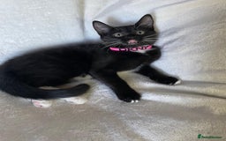 Mixed Breed cats for sale: 😻🐱Meet our adorable Little Princess - Image 2