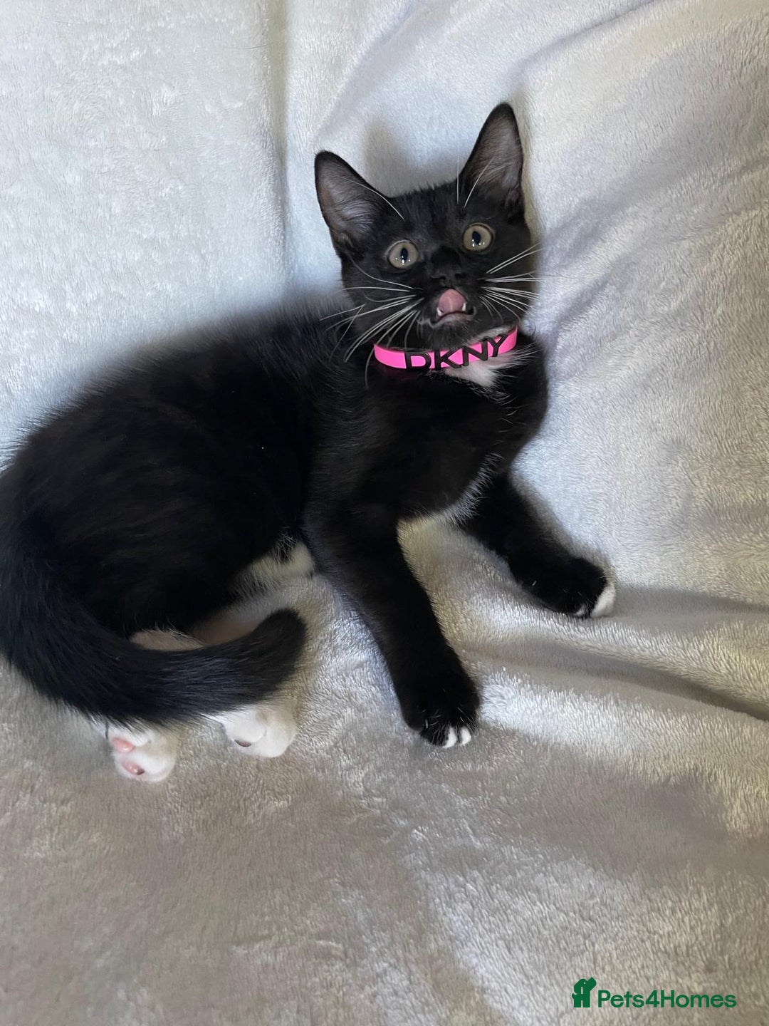Mixed Breed cats for sale: 😻🐱Meet our adorable Little Princess - Image 2