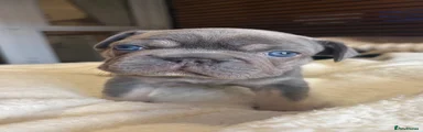 Male- lilac and tan