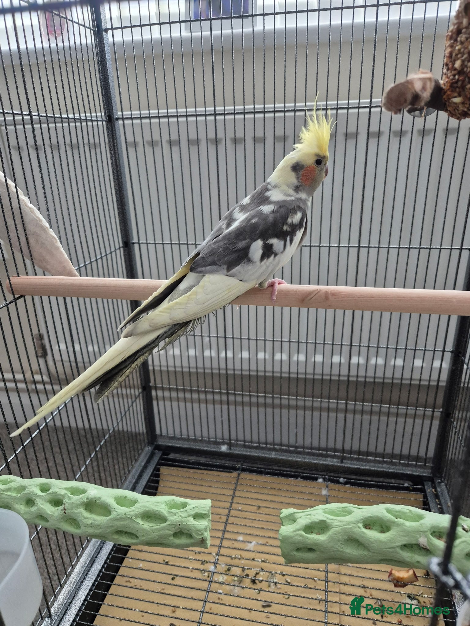 Cockatiels birds Cockateil in Chesterfield - Advert 1