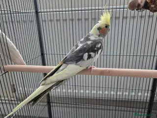 Cockatiels birds Cockateil in Chesterfield - Advert 1