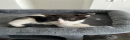 Mixed Breed cats for sale: Beautiful Ragdoll Mix Kittens 😻 in Croydon - Advert 4