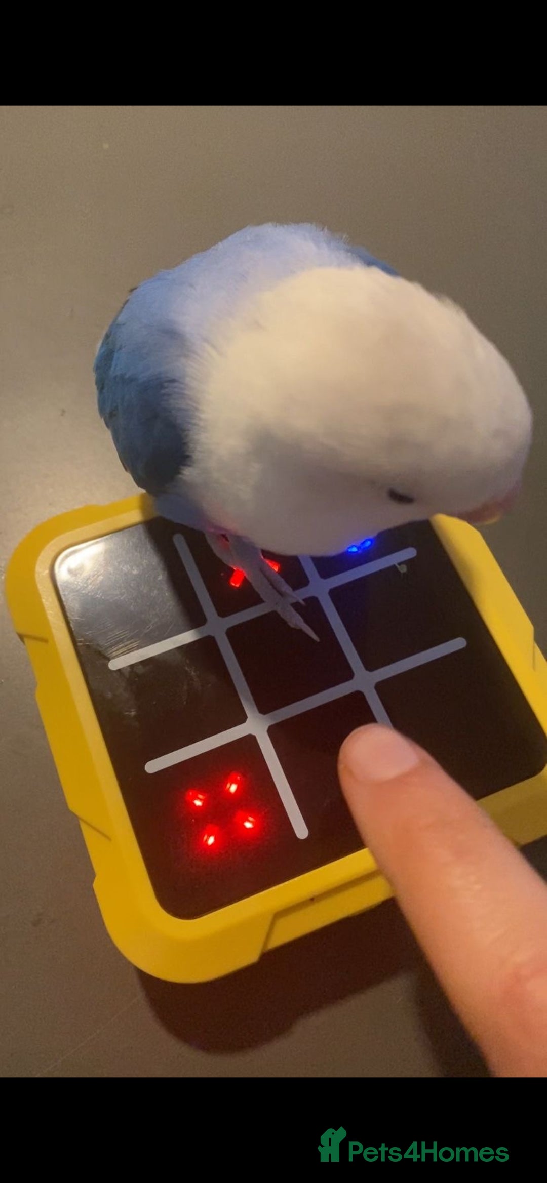 Lovebirds birds for sale: Fischer Opaline Lovebird  - Advert 4