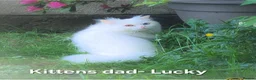 Himalayan cats for sale: Fluffy Doll-Face Persian & Himalayan Mix Kittens - Advert 9