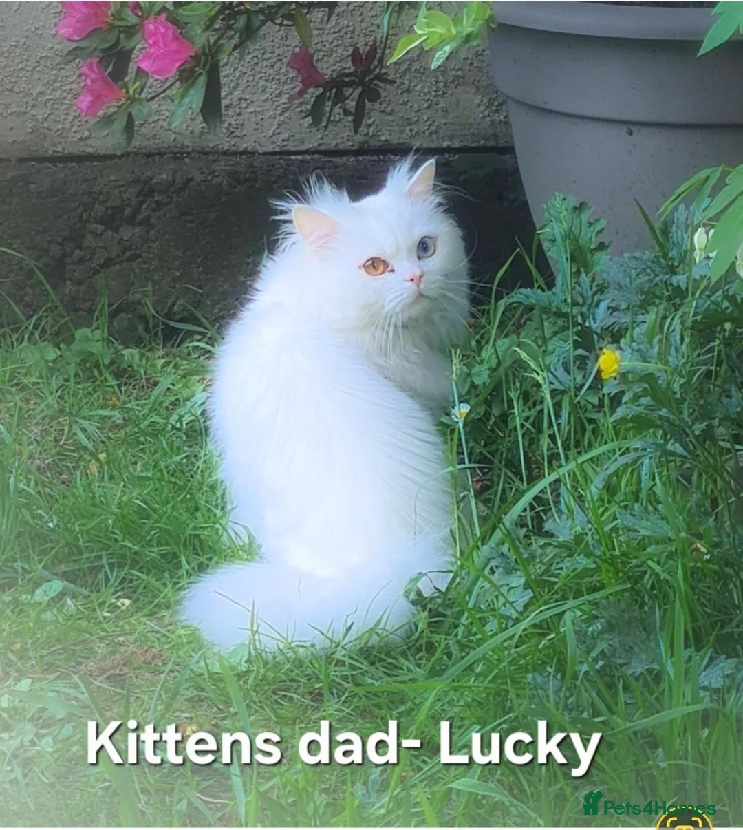 Himalayan cats for sale: Fluffy Doll-Face Persian & Himalayan Mix Kittens - Advert 9