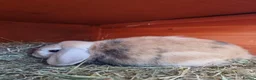 French Lop rabbits for sale: Adult rabbits to rehome in Crawley - Advert 9