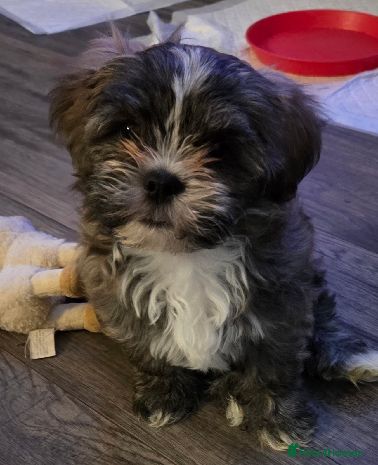 Shih Tzu dogs Imperial shih tzu puppies  - Advert 15