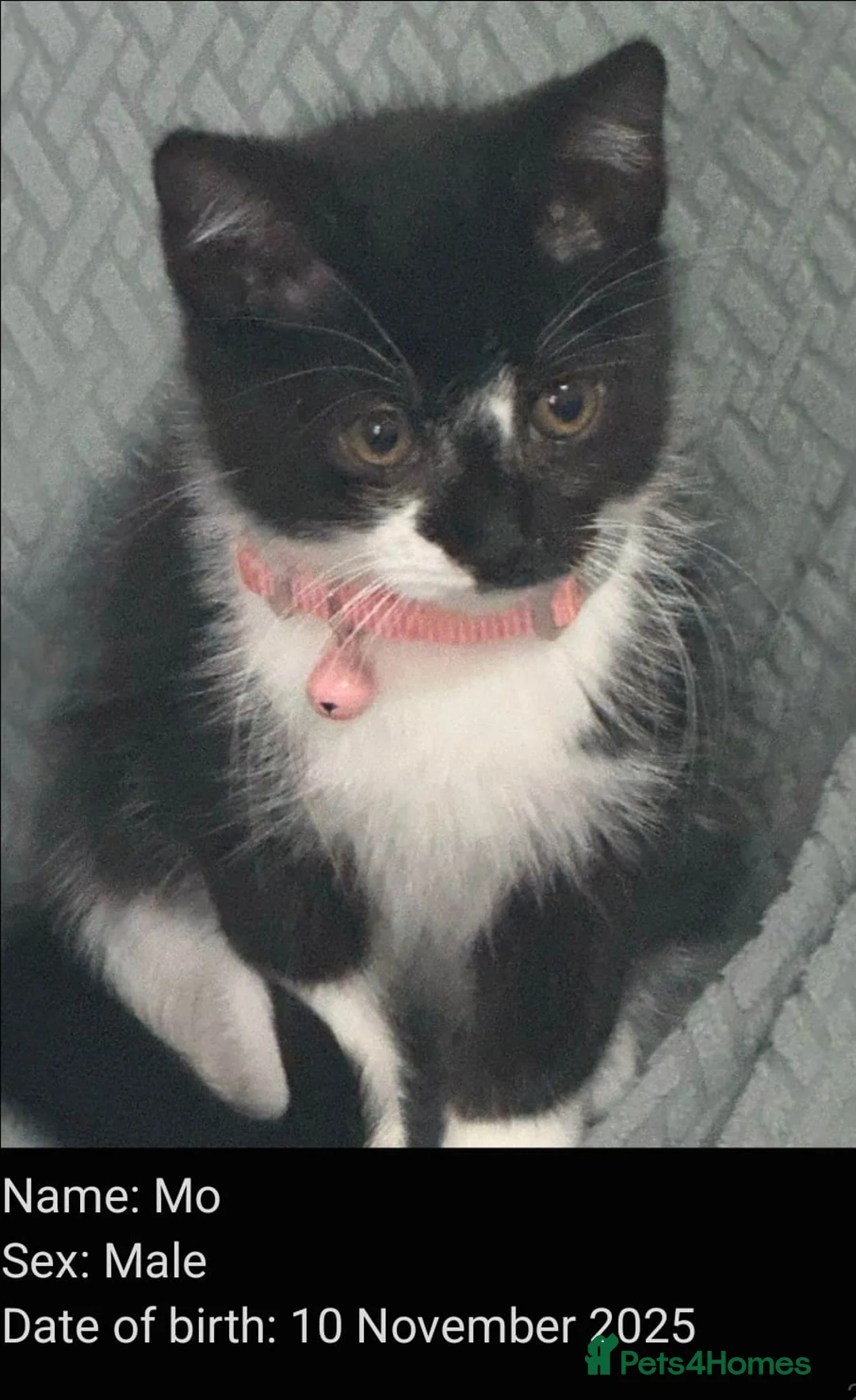 Mixed Breed cats for adoption: Bonded pair of rescue kittens ready for home - Advert 13