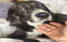 Pointer dogs for adoption: Lily is looking for a perfect home  - Image 2