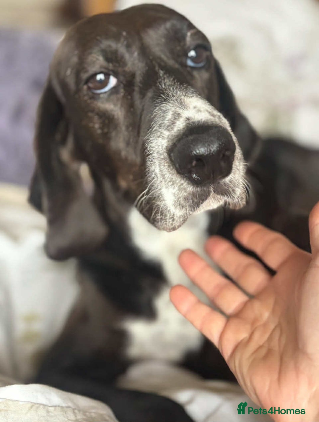 Pointer dogs for adoption: Lily is looking for a perfect home  - Image 2