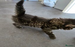 Nebelung cats for sale: Beautiful Kittens - Image 7