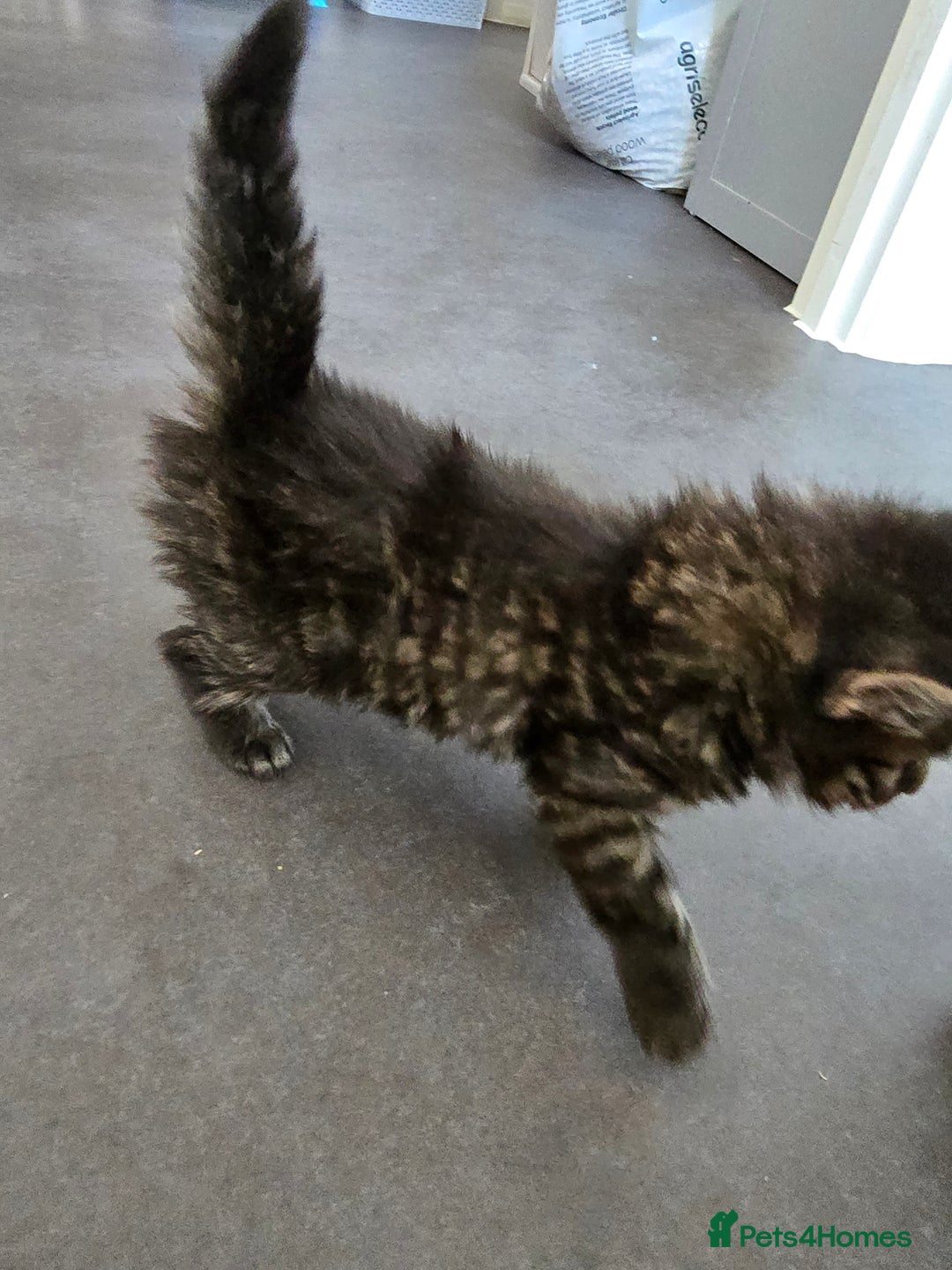 Nebelung cats for sale: Beautiful Kittens - Image 7