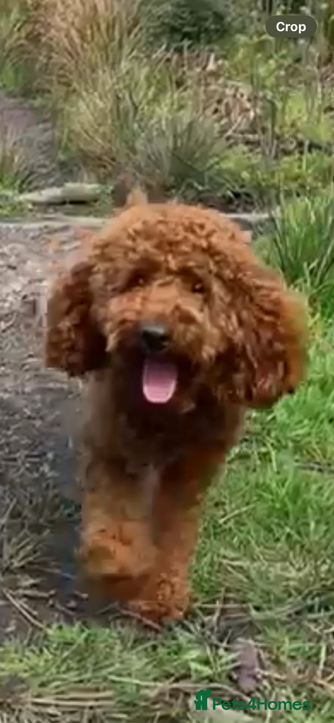 Miniature Poodle dogs for stud: Merlesque Top Gun mahogany mini poodle in Chorley - Advert 29