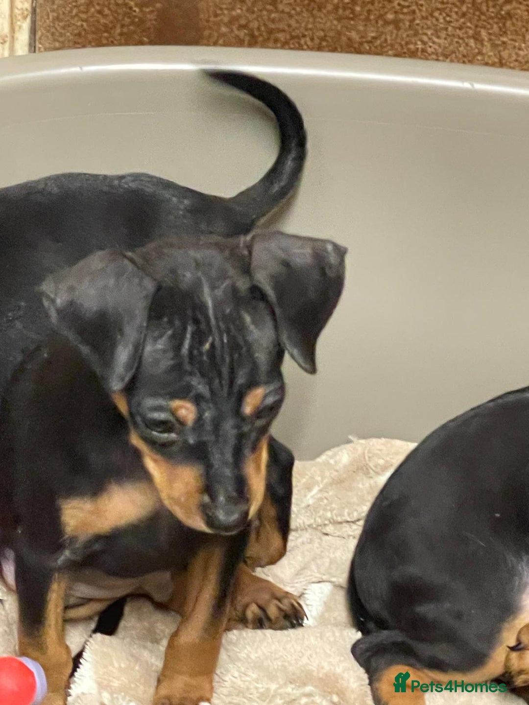 Miniature Pinscher dogs for sale: Beautiful Miniature Pinscher . - Advert 13