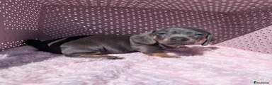 Miniature Dachshund Puppy 2