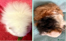 Guinea Pig rodents for sale: Pair of pure bred Guinea Pigs. - Image 5