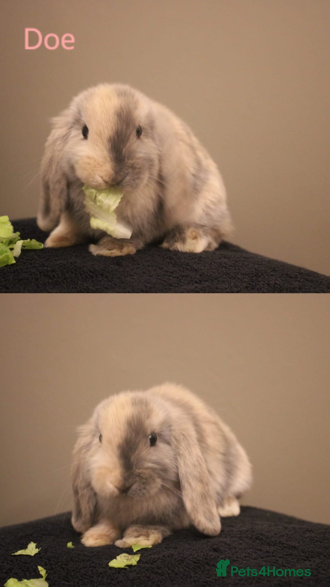 Mini Lop rabbits for sale: Stunning mini lop bunnies, 8wks, ready to collect - Advert 5