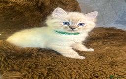 Ragdoll cats for sale: GCCF Sealpoint Mitted/Blue Lynx Ragdoll kittens - Image 10