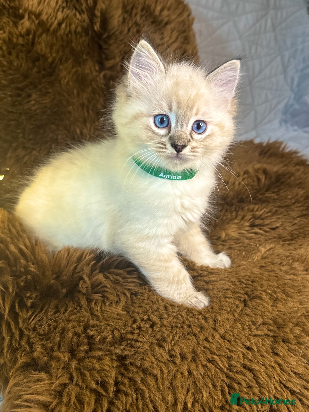 Ragdoll cats for sale: GCCF Sealpoint Mitted/Blue Lynx Ragdoll kittens - Image 10