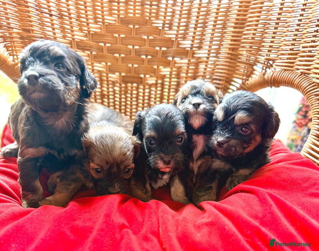 Shihpoo dogs for sale: Stunning Phantom Shihpoos! - Advert 2