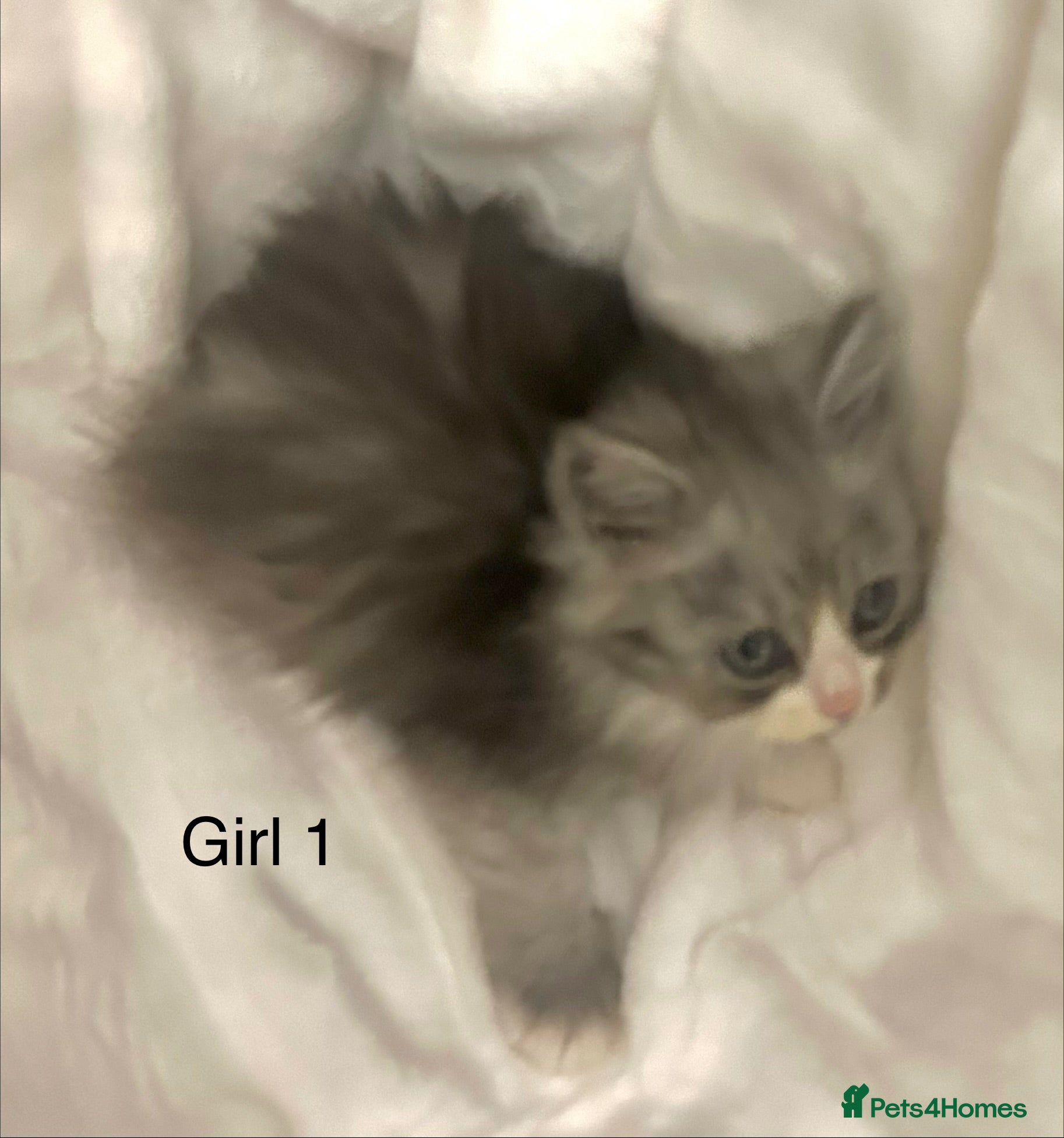 Persian cats 3 Stunning Kittens  - Advert 2