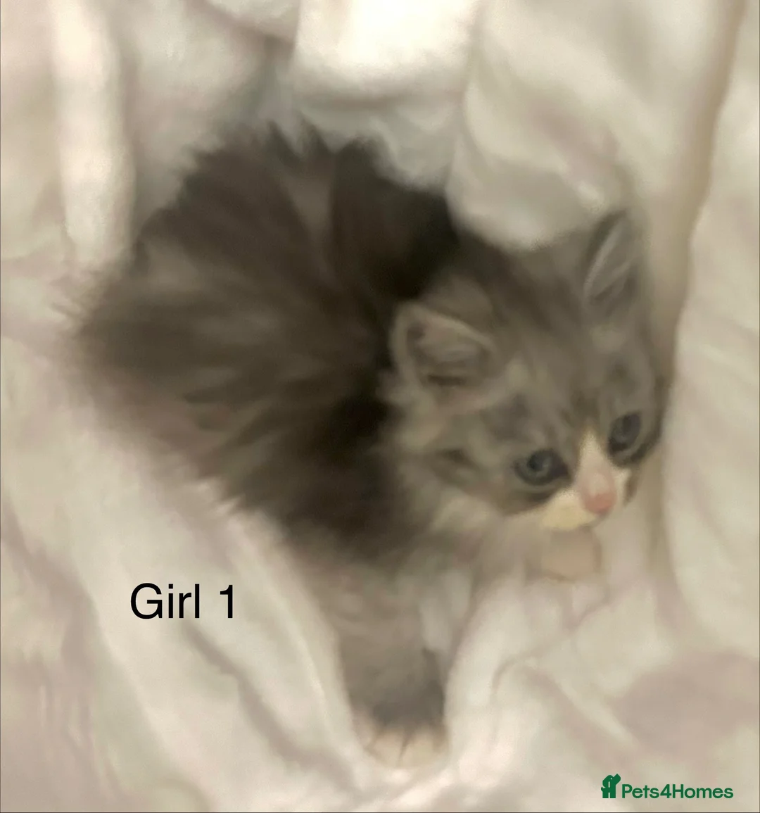 Persian cats for sale: 3 Stunning Kittens  - Advert 2