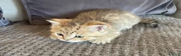British Shorthair cats for sale: TICA reg black golden kittens  - Advert 17