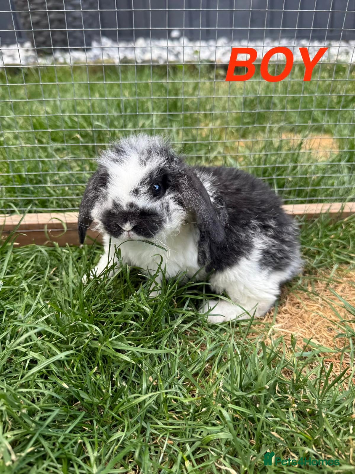 Mini Lop rabbits 4 adorable mini lops for sale  - Advert 1