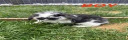 Mini Lop rabbits for sale: 4 adorable mini lops for sale  - Advert 8
