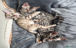 Bengal cats for sale: Female Bengal kitten available now - Image 15