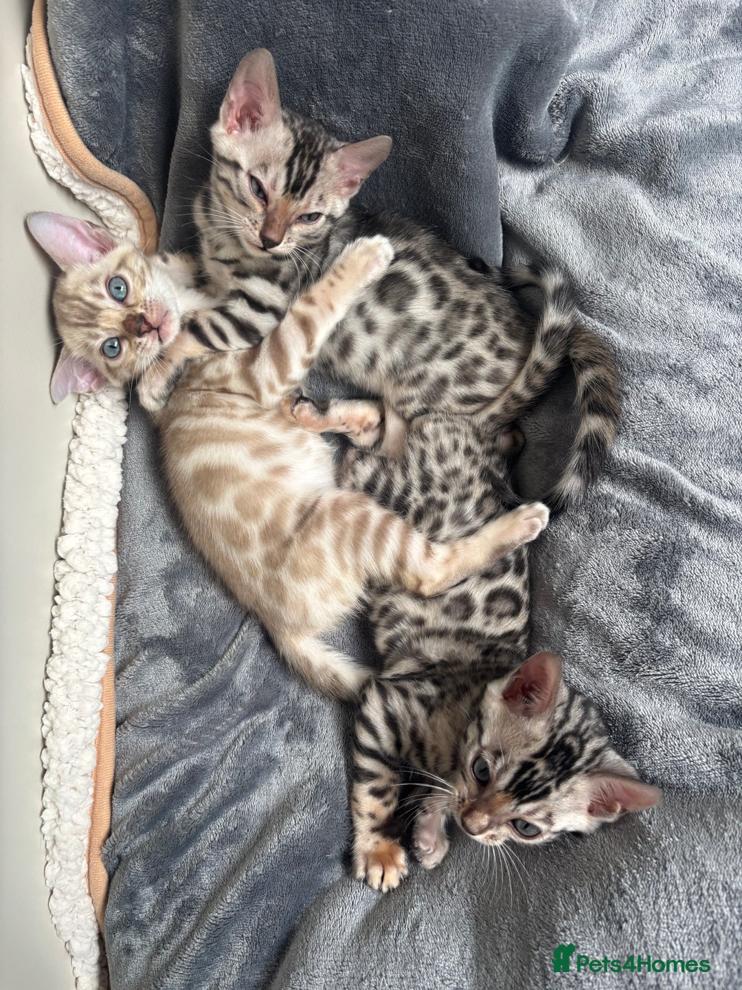Bengal cats for sale: Female Bengal kitten available now - Image 15