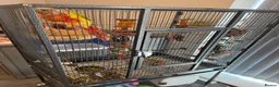 Conures birds for sale: Pineapple conure for sale with cage - Advert 4