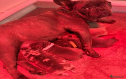 French Bulldog dogs for sale: 4 Beautiful Girl Frenchie's  - Image 5