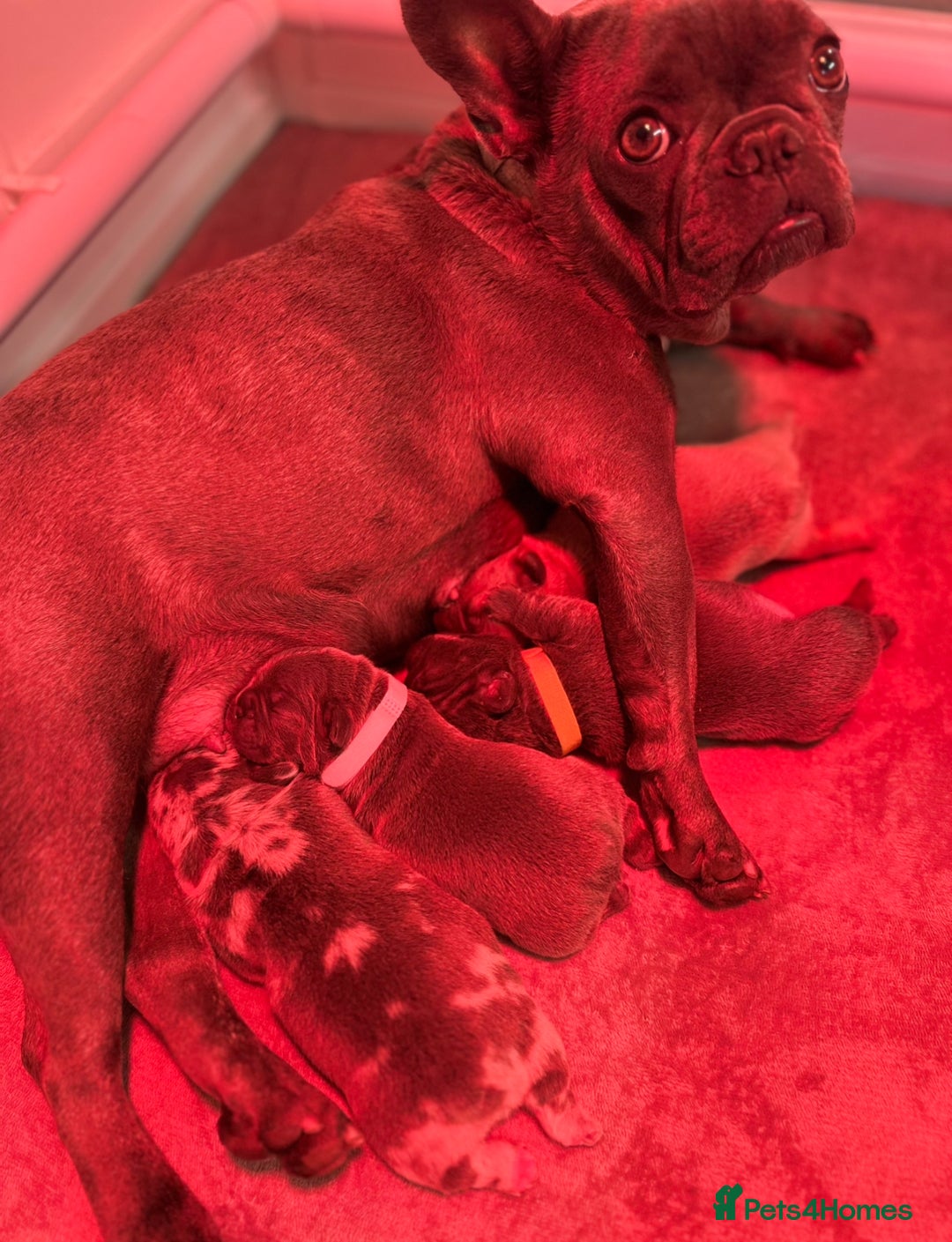 French Bulldog dogs for sale: 4 Beautiful Girl Frenchie's  - Image 5