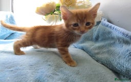 Mixed Breed cats for sale: Beautiful Male kittens VIDEOS - Image 11