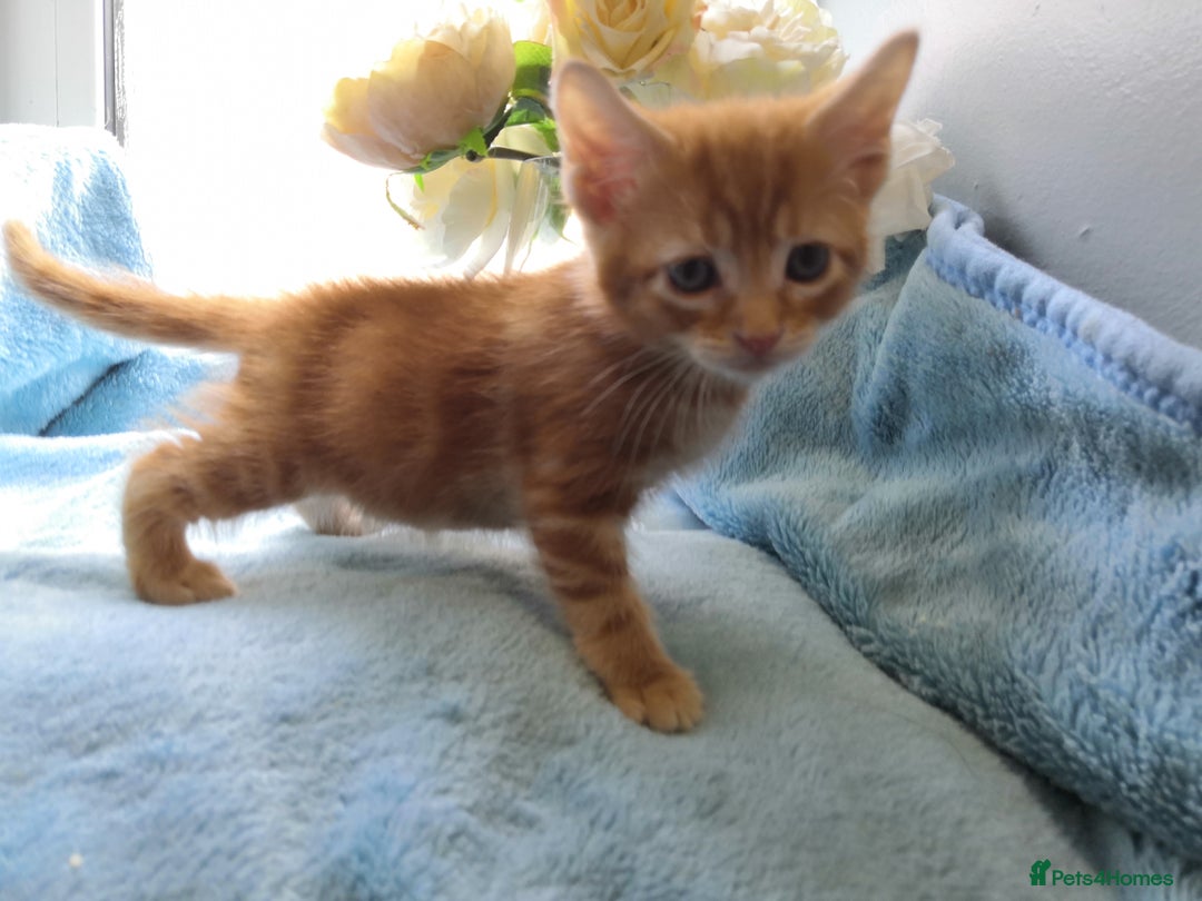 Mixed Breed cats for sale: Beautiful Male kittens VIDEOS - Image 11