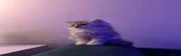 Mixed Breed cats for sale: British Shorthair x Turkish Angora Boy & Girl - Advert 3
