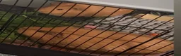 Guinea Pig rodents for sale: 2 Beautiful Guinea pigs  - Advert 2
