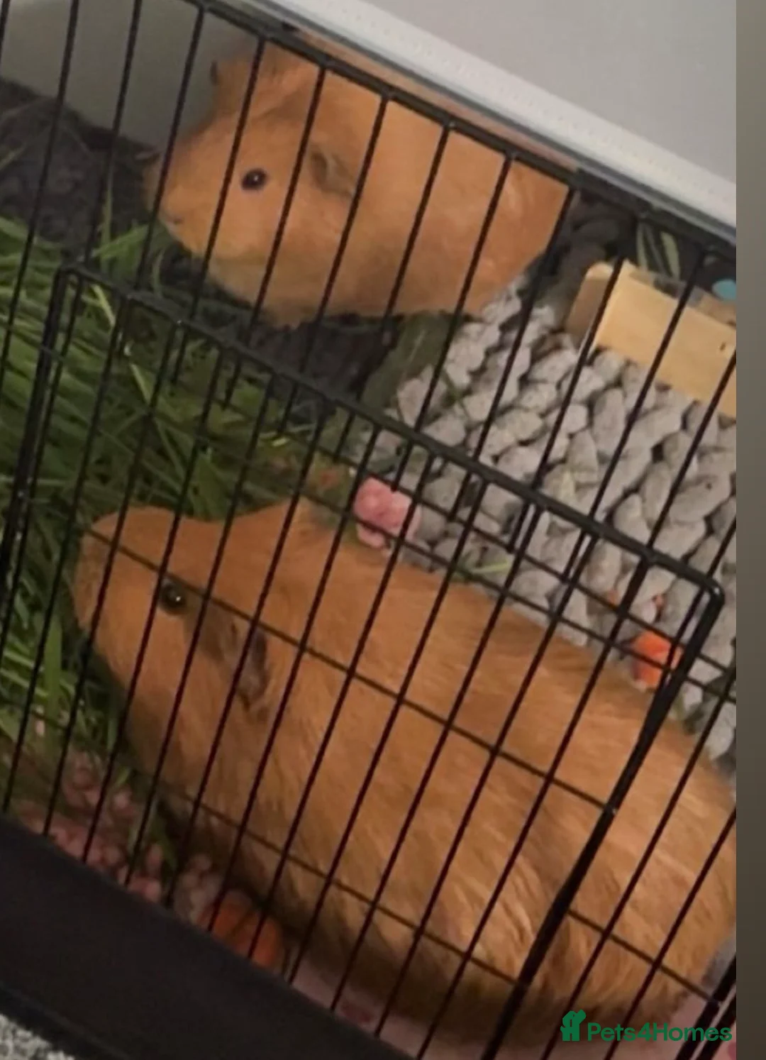 Guinea Pig rodents for sale: 2 Beautiful Guinea pigs  - Advert 2