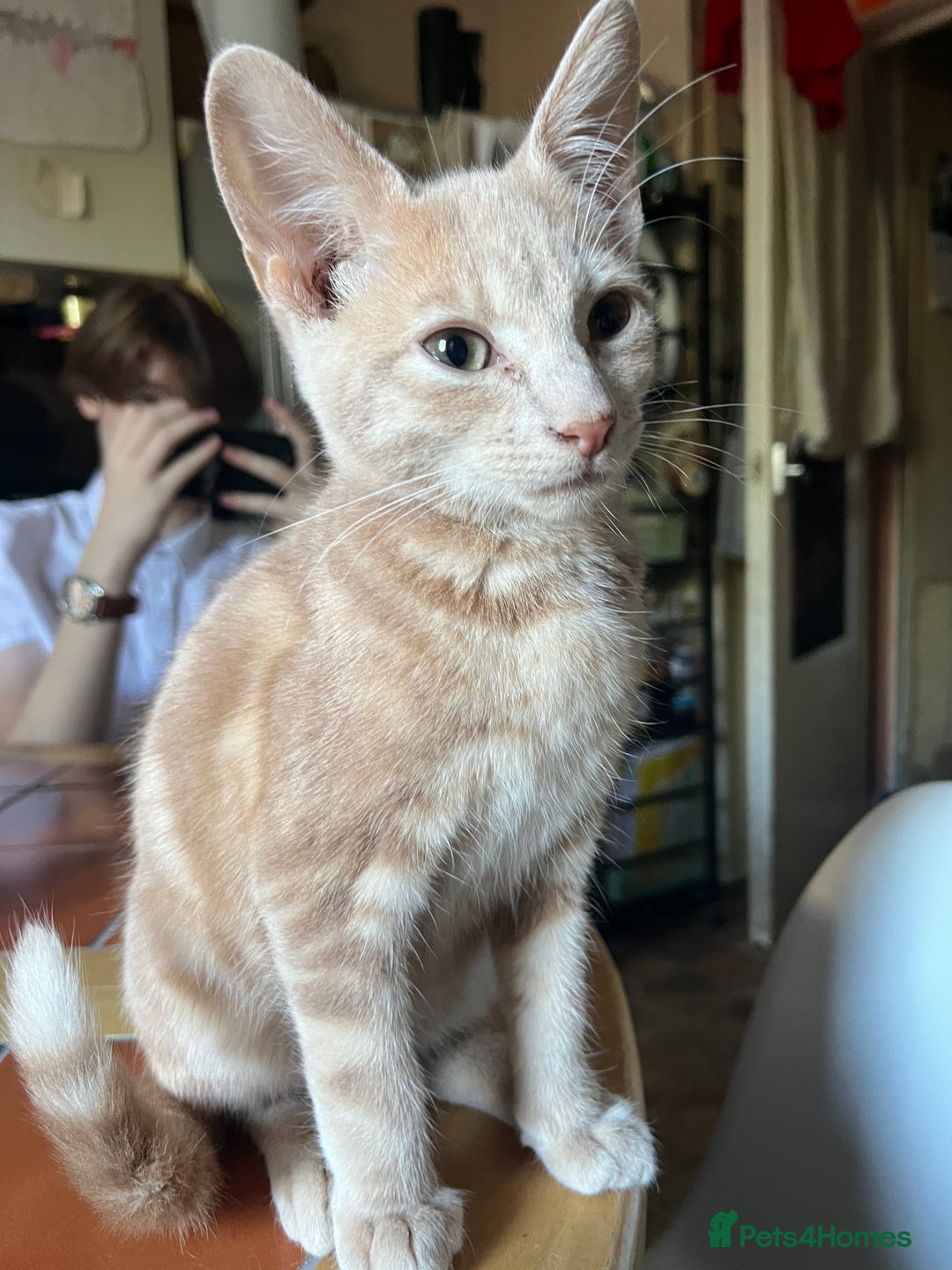 Mixed Breed cats for sale: Beautiful mixed kittens  - Image 21