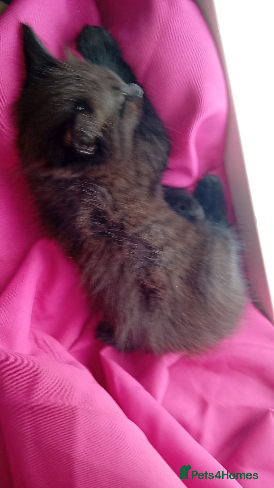 Mixed Breed cats for sale: 3 stunning bsh x Bengal  - Image 4