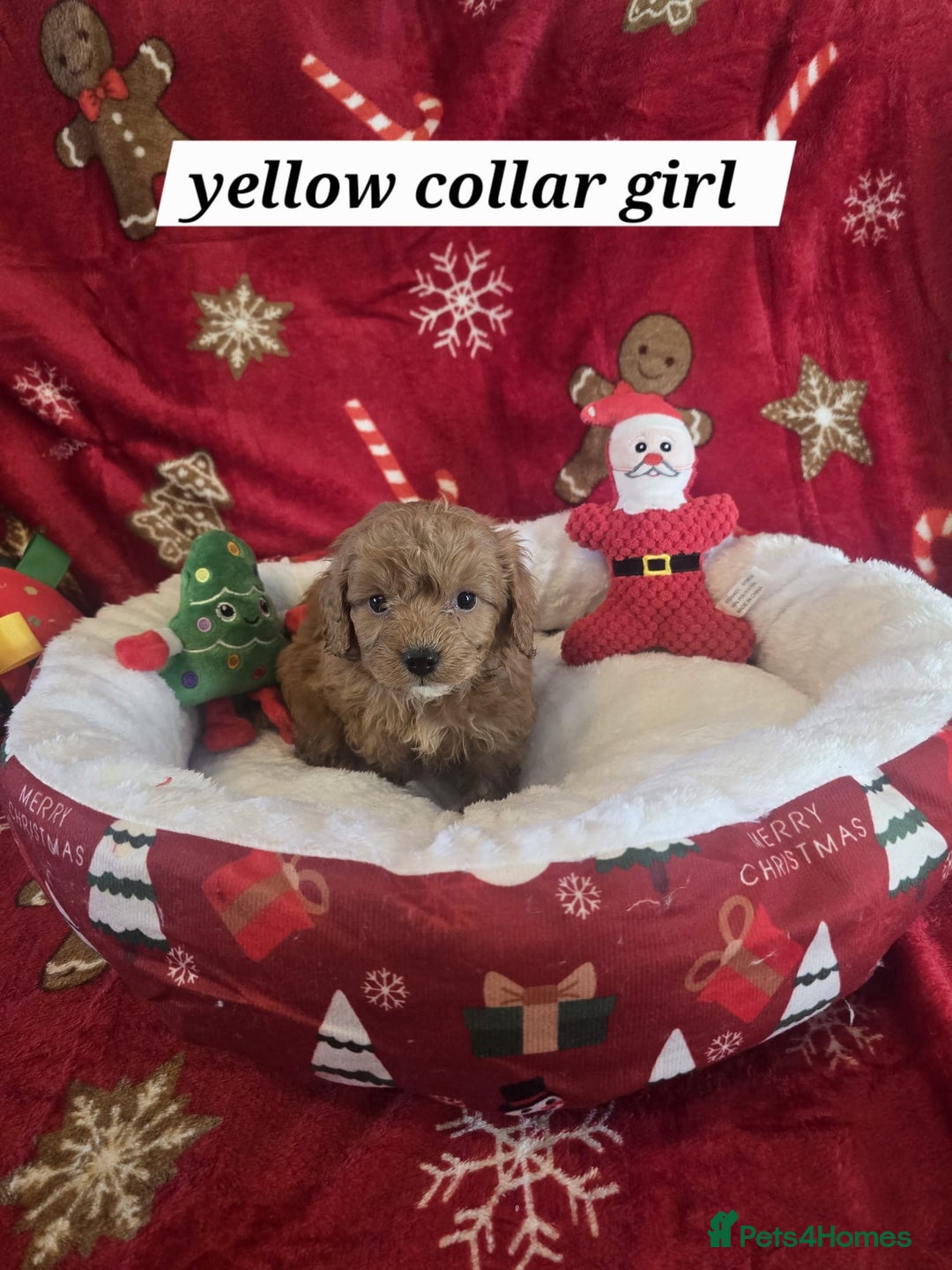 Cockapoo dogs for sale: F1 cockerpoo puppies  - Advert 6