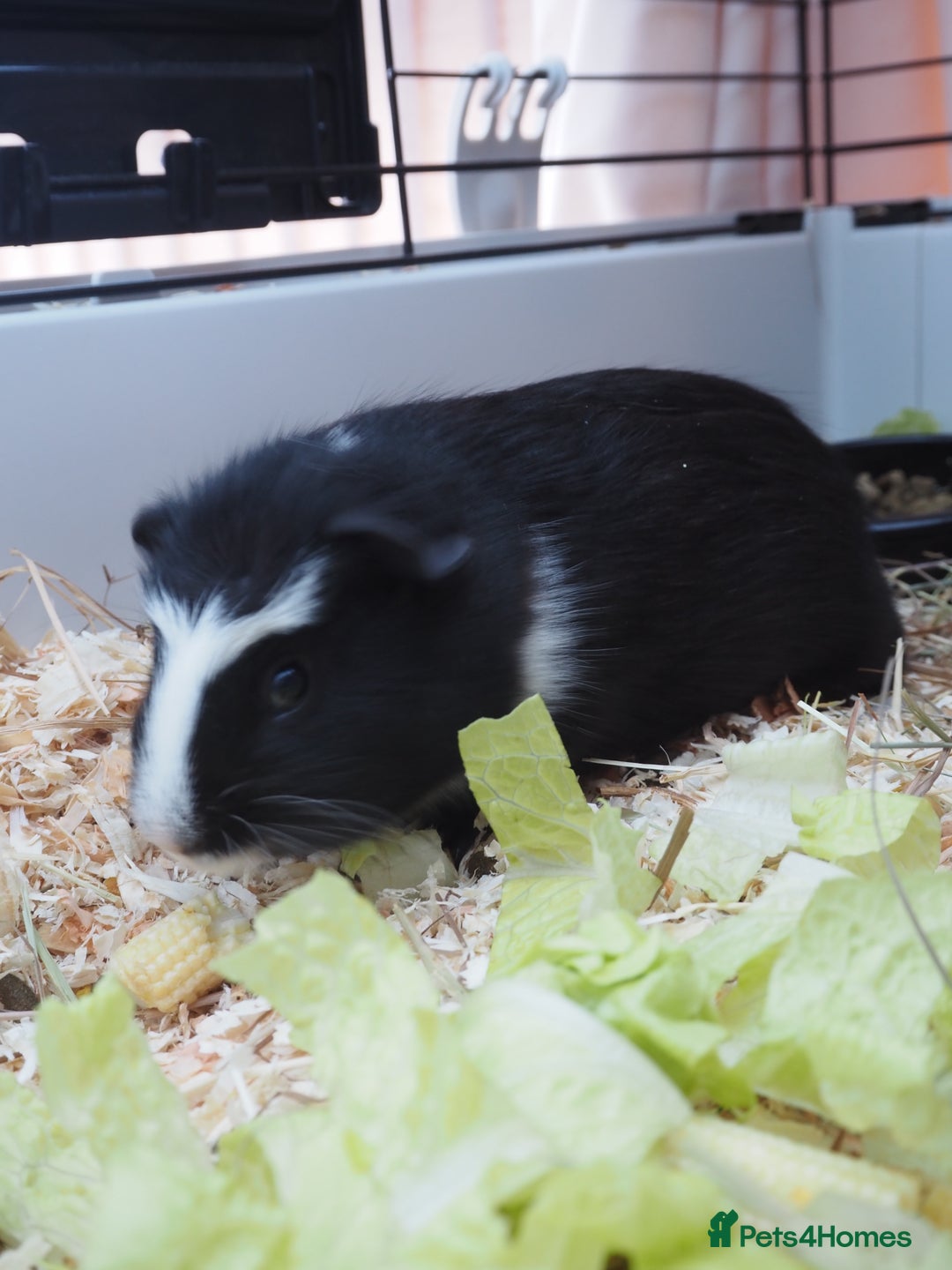 Guinea Pig rodents for sale: 3 Male Guinea Pigs - ready soon - Advert 7