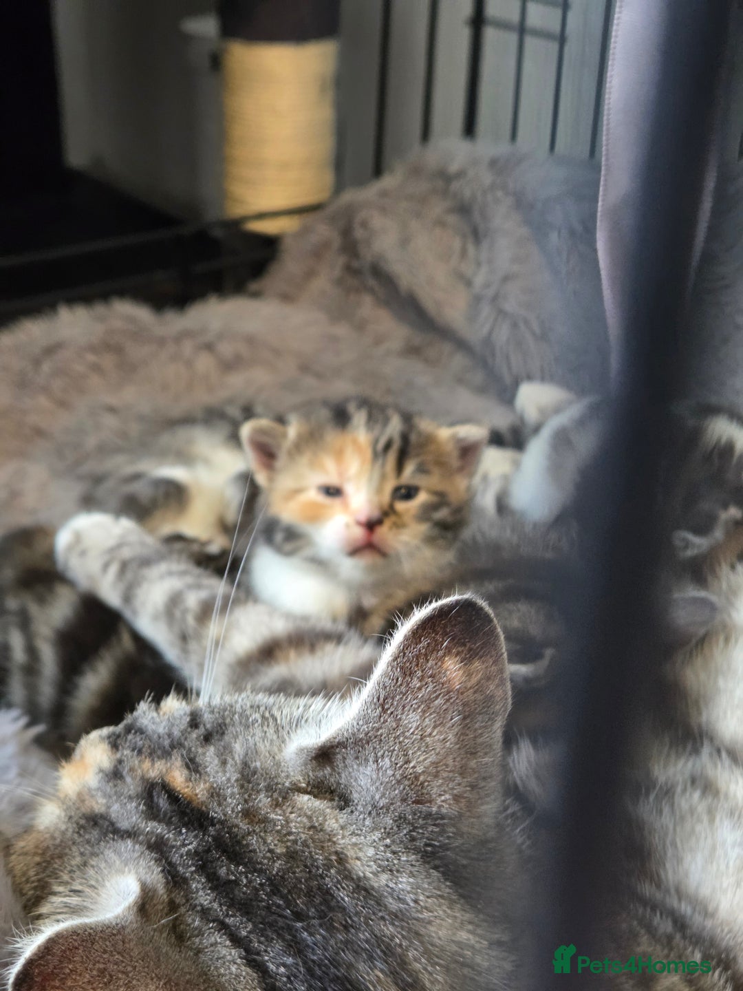 Mixed Breed cats for sale: Mixed colour tabby kittens - Image 5