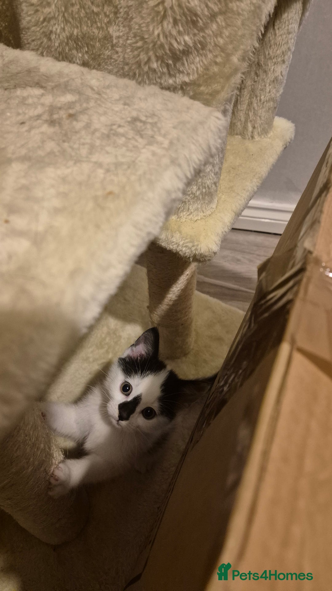 Domestic Shorthair cats for sale: Beautiful 10 week, black and white female kitten - Advert 5