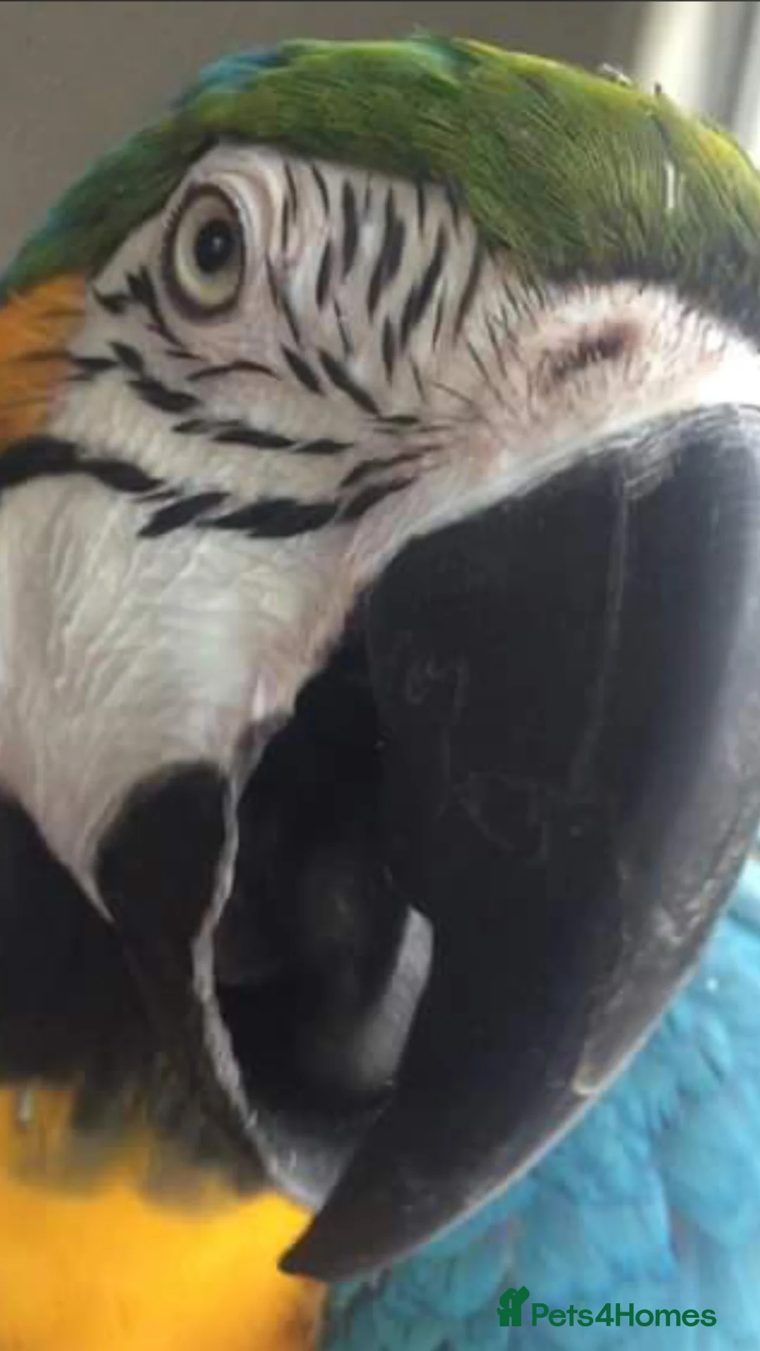 Macaws birds for sale: Beautiful Blue & Gold Macaw - Advert 2