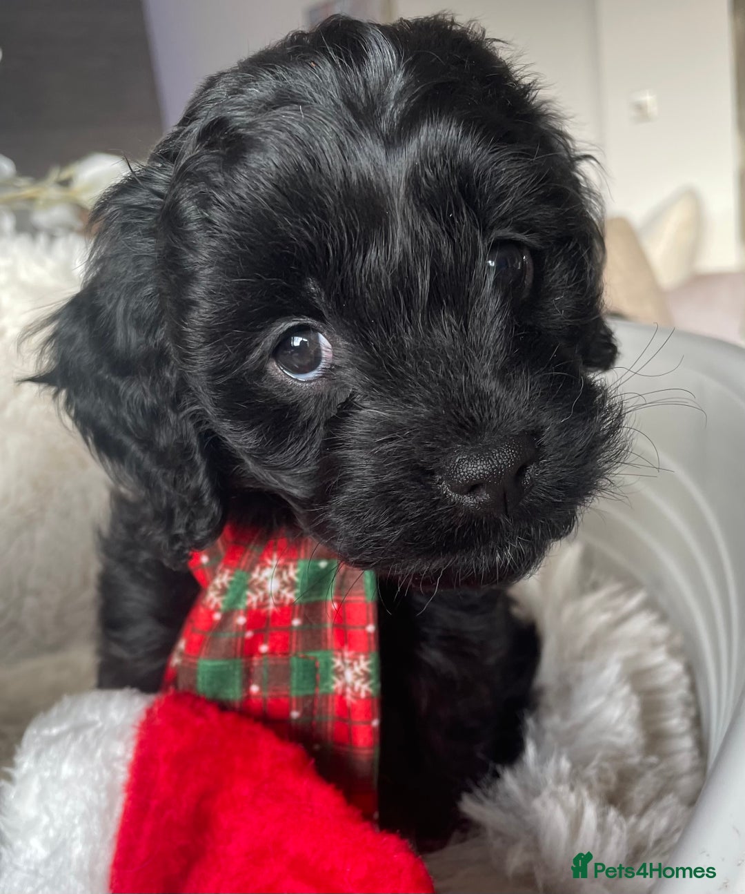 Cavapoo dogs for sale: F1 Cavapoo - Advert 1