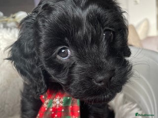 Cavapoo dogs F1 Cavapoo - Advert 1